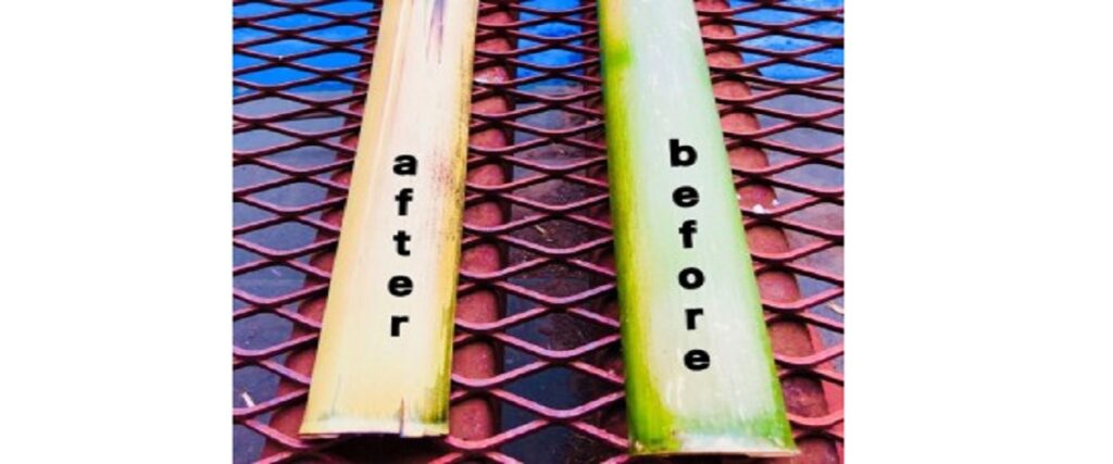 竹の変化比較