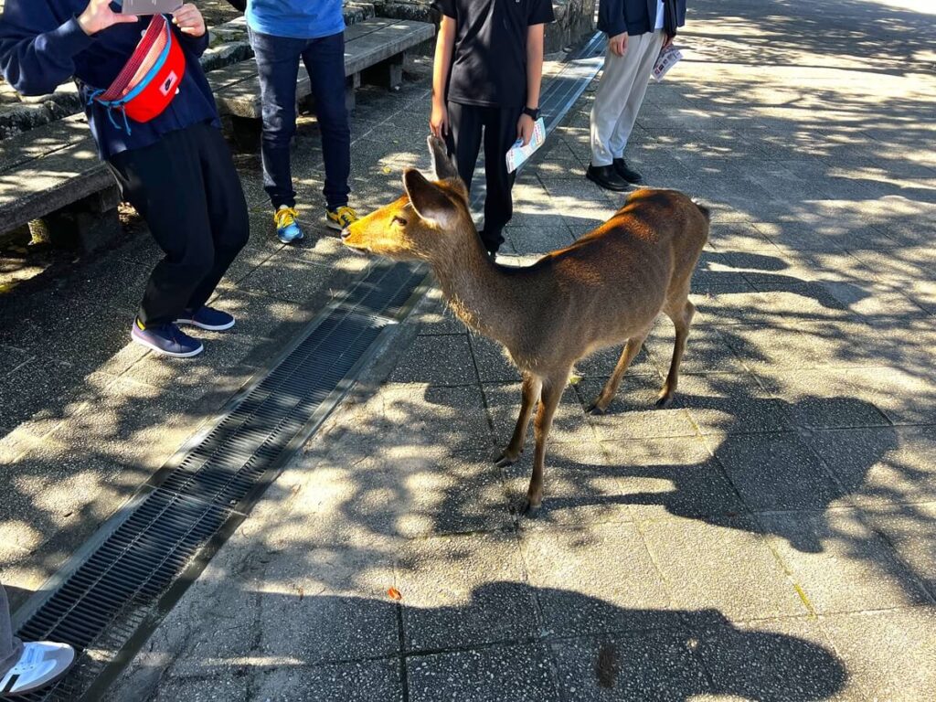 宮島の鹿